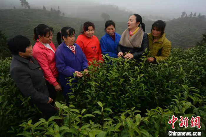 图为林小红(右二)在白茶种植基地传授采茶技能。 吴志贵 摄 图为林小红(右二)在白茶种植基地传授采茶技能。 吴志贵 摄