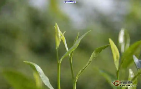 婺源产什么茶,探秘中国最美乡村:婺源的特色茶叶种类 婺源产什么茶,探秘中国最美乡村:婺源的特色茶叶种类