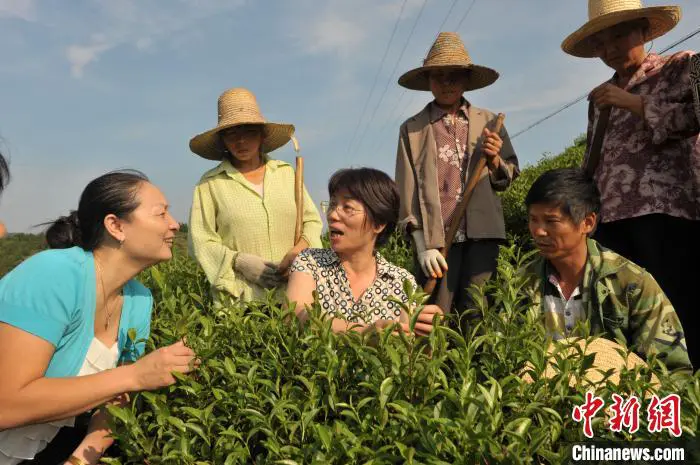 图为林小红(左一)邀请茶产业专家指导工作。 李双 摄 图为林小红(左一)邀请茶产业专家指导工作。 李双 摄