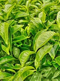 资溪白茶价格2022年 资溪白茶价格2022年