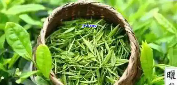 婺源产什么茶,探秘中国最美乡村:婺源的特色茶叶种类 婺源产什么茶,探秘中国最美乡村:婺源的特色茶叶种类