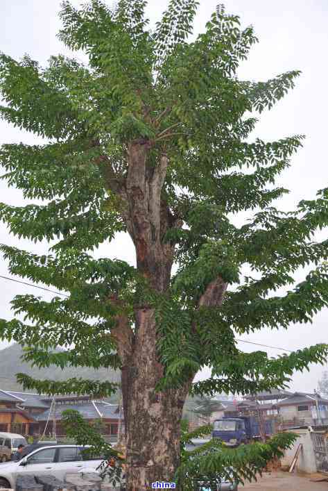 小布岩茶是什么茶,属于什么茶种和茶类?请访问小布岩茶官网获取详细信息。 小布岩茶是什么茶,属于什么茶种和茶类?请访问小布岩茶官网获取详细信息。