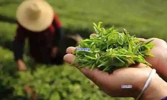 婺源产什么茶,探秘中国最美乡村:婺源的特色茶叶种类 婺源产什么茶,探秘中国最美乡村:婺源的特色茶叶种类