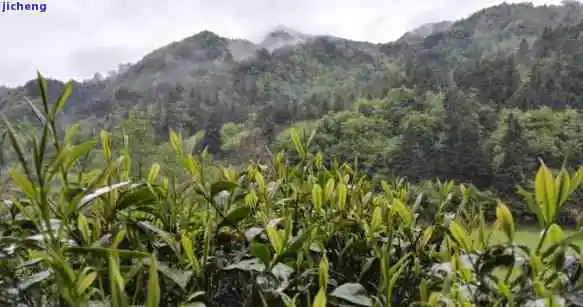 婺源产什么茶,探秘中国最美乡村:婺源的特色茶叶种类 婺源产什么茶,探秘中国最美乡村:婺源的特色茶叶种类
