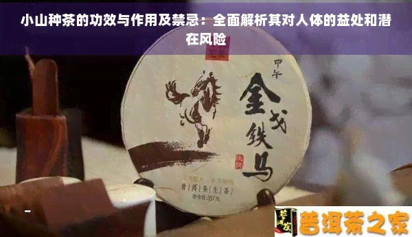 小山种茶的功效与作用及禁忌:全面解析其对人体的益处和潜在风险 小山种茶的功效与作用及禁忌:全面解析其对人体的益处和潜在风险